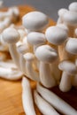 Fresh bunapi white shimeji edible mushrooms from Asia, rich in umami tasting compounds such as guanylic and glutamic acid