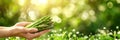 Fresh bunch of asparagus held by hand, variety of asparagus on blurred background with copy space Royalty Free Stock Photo