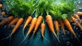 fresh bunch carrot background