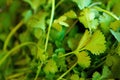 A fresh bunch of cilantro Royalty Free Stock Photo