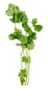 Fresh bunch of cilantro on isolated background, spice Royalty Free Stock Photo