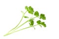 fresh bunch coriander leaf isolate on white background Royalty Free Stock Photo