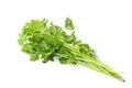 fresh bunch coriander leaf isolate on white background