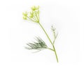 Fresh bunch of dill Royalty Free Stock Photo