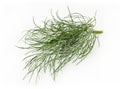 Fresh bunch of dill Royalty Free Stock Photo