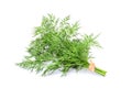 Fresh bunch of dill closeup isolated. Royalty Free Stock Photo