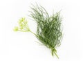 Fresh bunch of dill Royalty Free Stock Photo