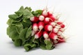 A fresh bunch of French breakfast radishes Royalty Free Stock Photo