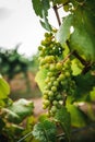 a bunch of grapes are hanging from a vine tree in the vineyard Royalty Free Stock Photo