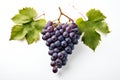 Fresh bunch of grapes with leaves isolated on a white Royalty Free Stock Photo