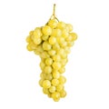 Fresh bunch of grapes of white wine