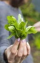 A fresh bunch of green fragrant mint in the hands of an adult girl Royalty Free Stock Photo