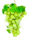 Fresh bunch of green grapes isolated on white background Royalty Free Stock Photo