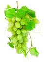 Fresh bunch of green grapes isolated on white background Royalty Free Stock Photo