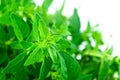 Fresh Bunch of Oregano Leaves Isolated Over White