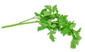 Fresh bunch parsley isolated on white background. celery