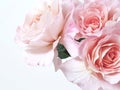 Pink rose background.