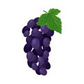 Fresh Bunch of Purple Grapes Isolated on White Background Vector Element