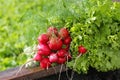 Fresh bunch of radish and lettuce on wooden table Royalty Free Stock Photo