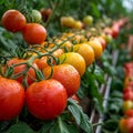 Fresh bunch of red natural tomatoes on a branch