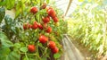 Fresh bunch of red ripe and unripe natural tomatoes growing on a branch in homemade greenhouse. Royalty Free Stock Photo