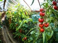 Fresh bunch of red ripe and unripe natural tomatoes growing on a branch in homemade greenhouse. Royalty Free Stock Photo