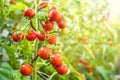 Fresh bunch of red ripe and unripe natural tomatoes growing on a branch in homemade greenhouse. Royalty Free Stock Photo