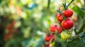 Fresh bunch of red ripe and unripe natural tomatoes growing on a branch in homemade greenhouse. Royalty Free Stock Photo