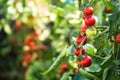 Fresh bunch of red ripe and unripe natural tomatoes growing on a branch in homemade greenhouse. Royalty Free Stock Photo