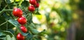 Fresh bunch of red ripe and unripe natural tomatoes growing on a branch in homemade greenhouse. Royalty Free Stock Photo