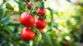 Fresh bunch of red ripe and unripe natural tomatoes growing on a branch in homemade greenhouse. Royalty Free Stock Photo