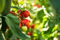 Fresh bunch of red ripe and unripe natural tomatoes growing on a branch in homemade greenhouse. Royalty Free Stock Photo