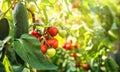 Fresh bunch of red ripe and unripe natural tomatoes growing on a branch in homemade greenhouse. Royalty Free Stock Photo