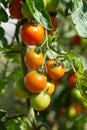 Fresh bunch of red ripe and unripe natural tomatoes growing on a branch in homemade greenhouse. Royalty Free Stock Photo