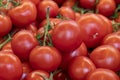 Fresh bunch tomatoes in the super market. Close up Royalty Free Stock Photo