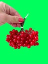 A Fresh Bunch of Vibrant Red Currants. Handpicked Berries Isolated on Green Background