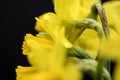 Fresh bunch of wild Daffodils seen in full bloom during spring. Royalty Free Stock Photo