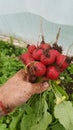 Fresh bunched red radishes