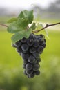 Fresh bunches of grapes hanging on a vine branch