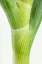Fresh bunching onion Royalty Free Stock Photo