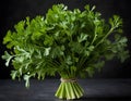 Fresh Bundle of Flat-Leaf Parsley on Dark Background Royalty Free Stock Photo