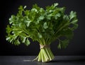 Fresh Bundle of Flat-Leaf Parsley on Dark Background Royalty Free Stock Photo