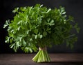Fresh Bundle of Flat-Leaf Parsley on Dark Background Royalty Free Stock Photo