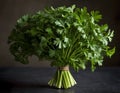 Fresh Bundle of Flat-Leaf Parsley on Dark Background Royalty Free Stock Photo