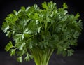 Fresh Bundle of Flat-Leaf Parsley on Dark Background Royalty Free Stock Photo