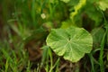 Fresh burdock herb growing in a spring garden Royalty Free Stock Photo