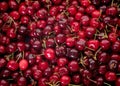 Fresh burlat cherries Royalty Free Stock Photo