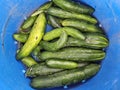 Fresh Burpless cucumbers picked from an organic garden