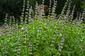 A fresh bush of green basil with flowers grows in the summer garden Royalty Free Stock Photo