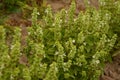 Flower of basil plant, in the garden.Aromatic culinary plant Royalty Free Stock Photo